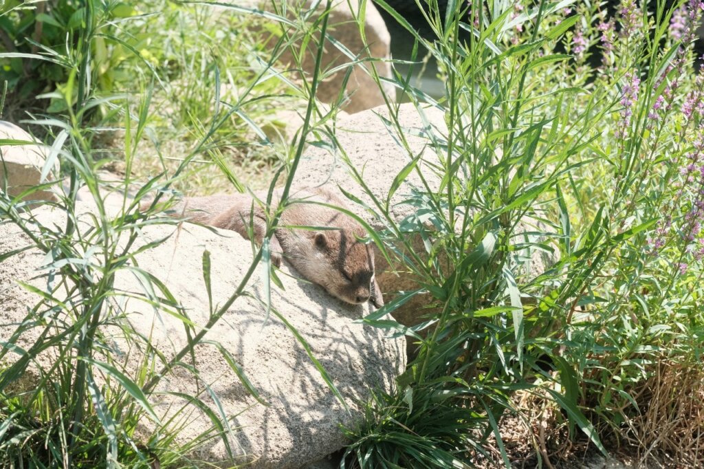 神戸どうぶつ王国